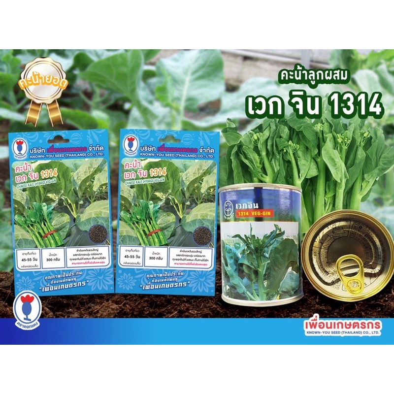 เมล็ดพันธุ์คะน้า ลูกผสม เวทจิน ต้นและใบอวบใหญ่ น้ำหนักต้น 300 กรัม ทุกซอกใบมีกิ่งแขนง เก็บทานได้อีก ต้นตรง ดอกละเอียด ราคาถูก Shopee Lazada