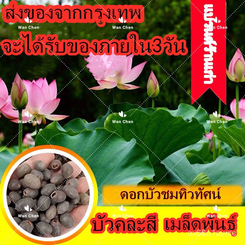 ขายดี สวนครัว/โปรโมชั่น Lotus Water Lily Seeds บอนสี 20เมล็ด แพ็ค ชามเม็ดบัว เมล็ดพันธุ์ Plants/ขายด