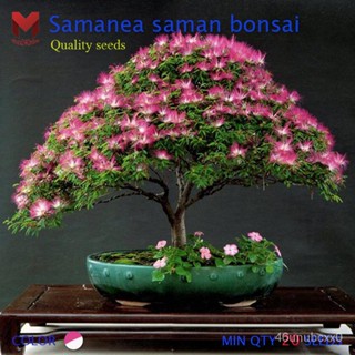 คุณภาพสูง เมล็ด/จามจุรีแคระ Samanea saman bonsai (10เมล็ด)/อินทรีย์ คละ สวนครัว คะน้า/เมล็ด เมล็ดพันธุ์ ต้น OLJY