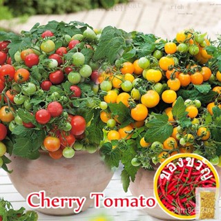 200 ชิ้น/ถุง Dwarf Hybrid Variety Cherry Tomato Seeds for Planting Fresh Fruit Seeds พันธุ์ไม้ผล เมล็ดพันธุ์ ต้นผลไม้ ต้