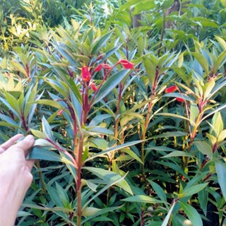 ต้นอั่งเปา ดอกระฆังมงคล ( ต้นถุงทอง / ดอกไม้ป่า / Bolivian Sunset ) 999garden