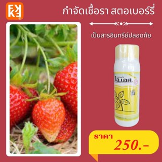 สตอเบอร์รี่ ผลเน่า ใบไหม้ ใบเหลือง กำจัดโรคสตอร์เบอร์รี่ จากเชื้อราต่างๆ ปลอดสารพิษ ไอเอส และ FK-T(ใช้ได้ทุกพืช)โดย FK