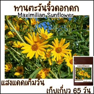 20 เมล็ด ทานตะวันจิ๋ว (ดอกดก) แม็กซิมิเลี่ยน - Maximilian Sunflower