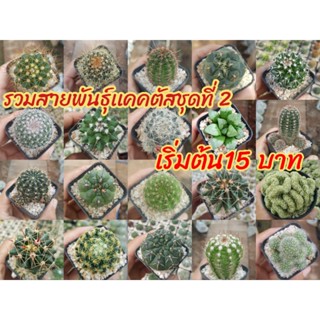 กระบองเพชรรวมสายพันธุ์ชุด2 cactus ราคาเริ่มต้น 20-50 บาท(จัดส่งทั้งกระถาง)