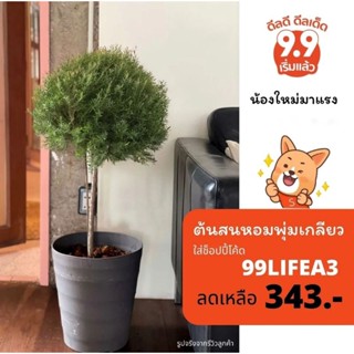 💢 สนหอมพุ่ม(ดัด) = 490.- กดสั่งได้เลยจร้าะร้อมส่งจร้า.