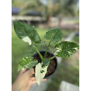 Alocasia Okinawa Silver #บอนโอกินาว่า มีเสน่ห์ ใบลักษณะใบ เหมือนใบโพธิ์รูปหัวใจ ก้านจะโค้งงอ อ่อนช้อย