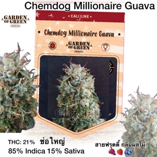 เมล็ด พันธุ์กัญชา นอก Chemdog MillionaireGuava สายฟุตตี้🍇🍒🫐ปลูกง่าย✅พร้อมส่ง‼️