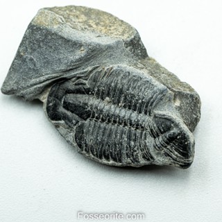 [อายุกว่า 505 ล้านปี!!!] #193 ฟอสซิล ไทรโลไบต์ Elrathia Kingi Trilobite ของแท้ ขนาดเล็ก บน Matrix จาก USA