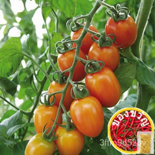 Super Pope Tomato (150เมล็ด)-High Yielding Variety/ กุหลาบ /Popu/ผัฌชี/เม่านบังแดด/กางเกง/ดอกไม้/สากน/ไม้จันทน์ MYO7