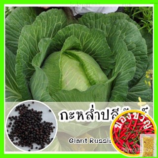พร้อมส่ง ❗ รหัส 055 เมล็ดพันธุ์แท้ OP แท้  กะหล่ำปลียักษ์ ปลูกคล้าย กะหล่ำปลีปกติ  - Giant Russian Cabbageสร้อยข้อมือ/ผั