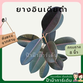 ต้นยางอินเดียดำ Rubber Plant กระถาง 8 นิ้ว