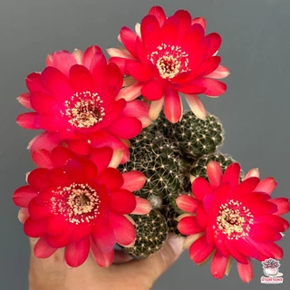 อิชินอปซิส & โลบิเวีย Echinopsis & Lobivia แคคตัส กระบองเพชร cactus&succulent