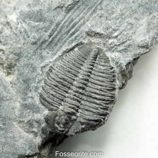 [อายุกว่า 505 ล้านปี!!!] #204 ฟอสซิล ไทรโลไบต์ Elrathia Kingi Trilobite ของแท้ ขนาดเล็ก บน Matrix จาก USA