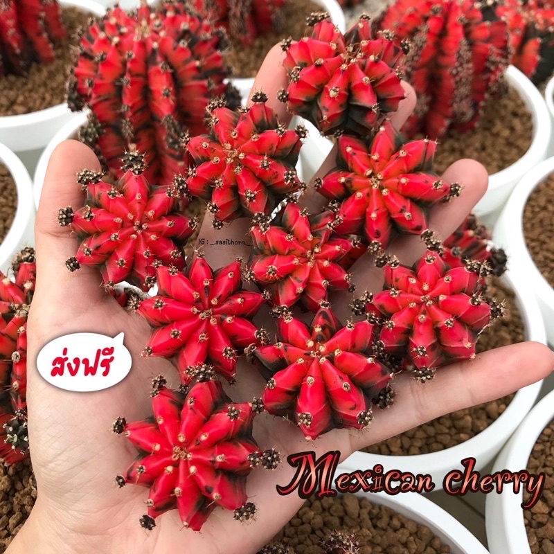 กระบองเพชรยิมโน ไม้ชำหน่อ MEXICAN CHERRY cactus