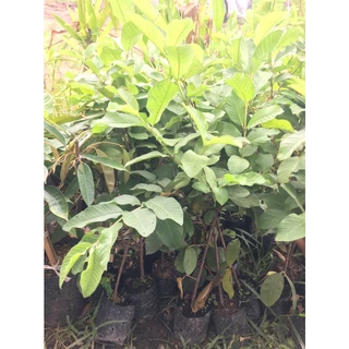 ต้นพันธุ์ฝรั่งกิมจู 🍏 เเท้100% ปลูกไม่ถึงปีก็ได้กินผลแล้ว ปลูกได้ทุกสภาพดิน แข็งแรง