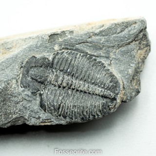 [อายุกว่า 505 ล้านปี!!!] #209 ฟอสซิล ไทรโลไบต์ Elrathia Kingi Trilobite ของแท้ ขนาดเล็ก บน Matrix จาก USA