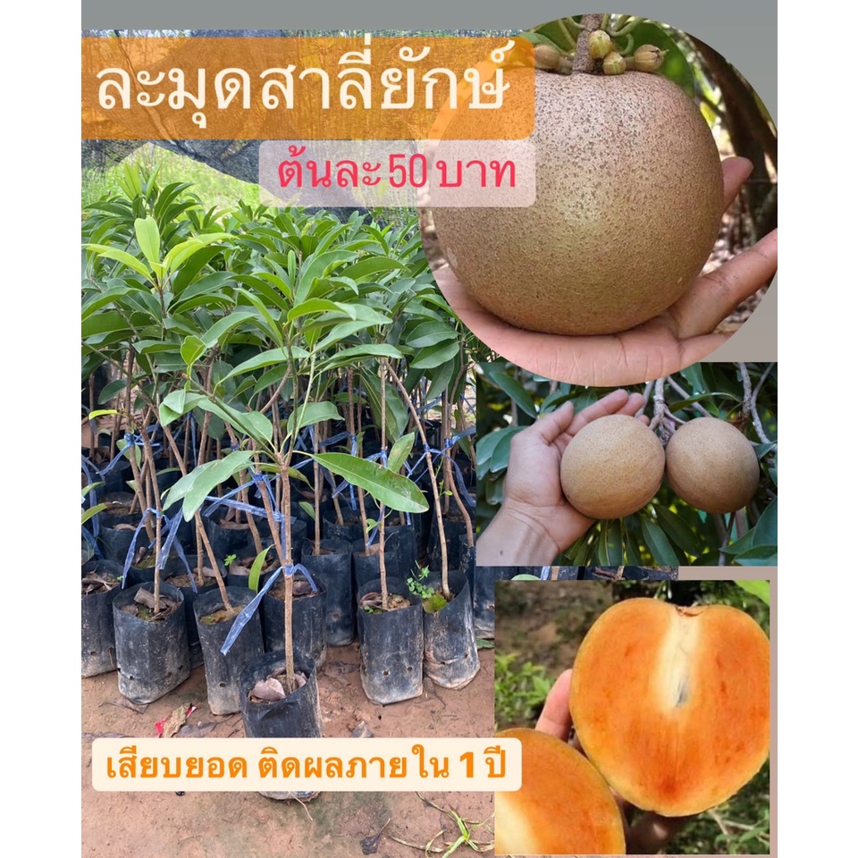ต้นละมุดสาลี่ยักษ์ ต้นเสียบยอด ผลใหญ่มาก ความสูง35 ซม. 1 ปีติดผล ปลูกในกระถางได้