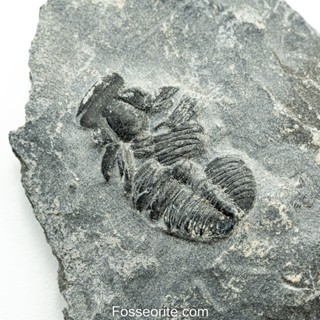 [อายุกว่า 505 ล้านปี!!!] #138 ฟอสซิล ไทรโลไบต์ Elrathia Kingi Trilobite ของแท้ ขนาดเล็ก บน Matrix จาก USA