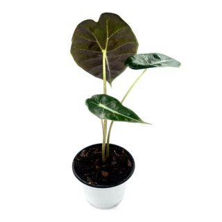 ต้น อโลคาเซีย วัทโซเนียน่า Alocasia Watsoniana