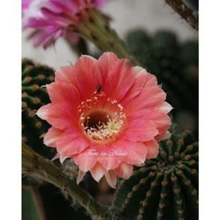 Echinopsis อิชินอฟ E95 หน่อเด็ดสด ขนาด 2 เซนติเมตรขึ้นไป