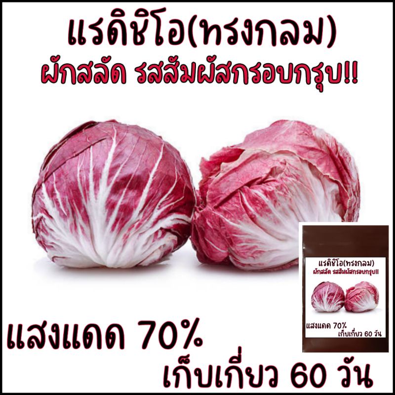 50 เมล็ด เมล็ด​พันธุ์​ แรดิชชิโอ (Radicchio) ทรงกลม (ไม่ใช่กะหล่ำปลีม่วง) – โปรปัง