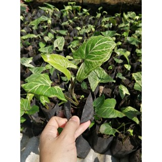 Syngonium  batik ออมกนกลายไทย ต้นไม้ตาย เคลมฟรี