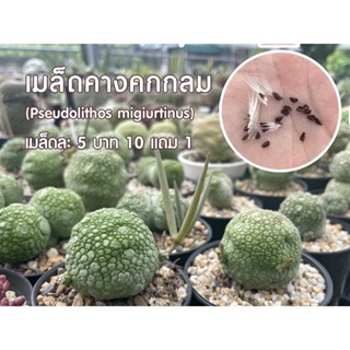 เมล็ดกระบองเพชร คางคกกลม (Pseudolithos migiurtinus)เมล็ดละ5บาท เพาะง่ายมาก