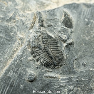 [อายุกว่า 505 ล้านปี!!!] #158 ฟอสซิล ไทรโลไบต์ Elrathia Kingi Trilobite ของแท้ ขนาดเล็ก บน Matrix จาก USA