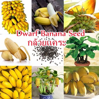 （คุณภาพสูง เมล็ด）ต้นกล้วยแคระ Dwarf Banana Seeds 50pcs/bag เมล็ดพันธุ์ผลไม้ ไม้ประดับ พันธุ์ไม้ผล ต้/ง่าย ปลูก สวนครัว เ