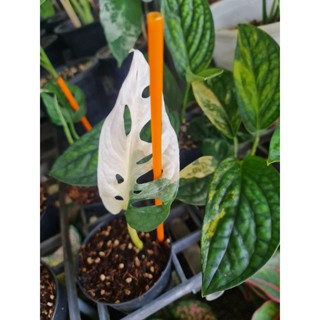 Monstera Adansonii Variegated พลูฉลุด่างขาวจร้า 🍀🍀