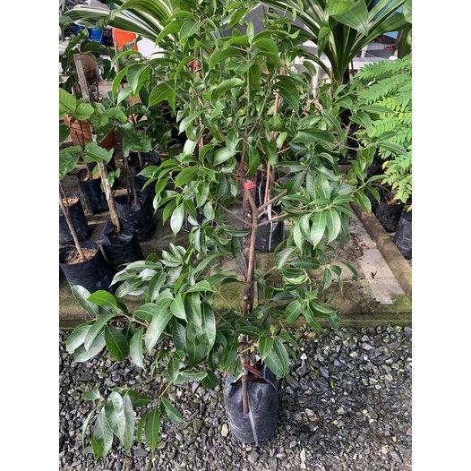 มะยงชิดทูลเกล้า_ลูกเท่าไข่ไก่_รสเปรี้ยวอมหวาน_กิ่งทาบให้ผลไวลำต้นแข็งแรงพร้อมปลูกได้เลย