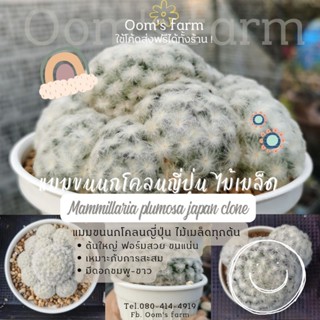 💯 Mammillaria plumosa japan clone cactus แคคตัสแมมขนนกญี่ปุ่น ไม้เมล็ด ฟอร์มกอ ไซส์ใหญ่ ขนแน่นๆ สวยๆ ส่งให้ทั้งกระถาง