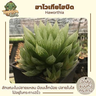 Haworthia  ฮาโวเทียไฮบริด (ส่งทั้งกระถาง)