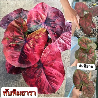 ทับทิมธารา เม็ดจุดแดงสวยๆบอนสีสวยๆ บอนสีแรร์ๆไอเท็มคู่ฝักกับบอนเทพปีศาจแดง ขายต้นลูกเลือกต้นได้ค่ะ