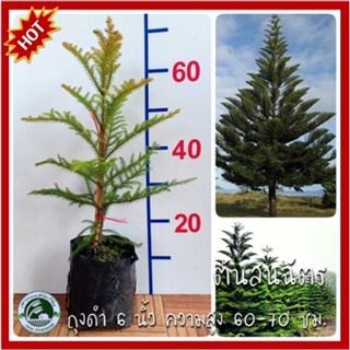 ต้นสนฉัตร สนฉัตร ต้นสน สน Araucaria heterophylla