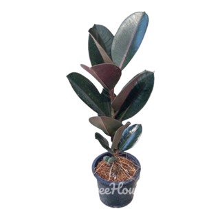 ยางอินเดียดำ 2 ไซส์   Ficus elastica  (Rubber Plant)