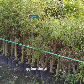 ต้นไผ่รวกหวานภูกระดึง ทานดิบได้ แตกกิ่งพร้อมปลูก