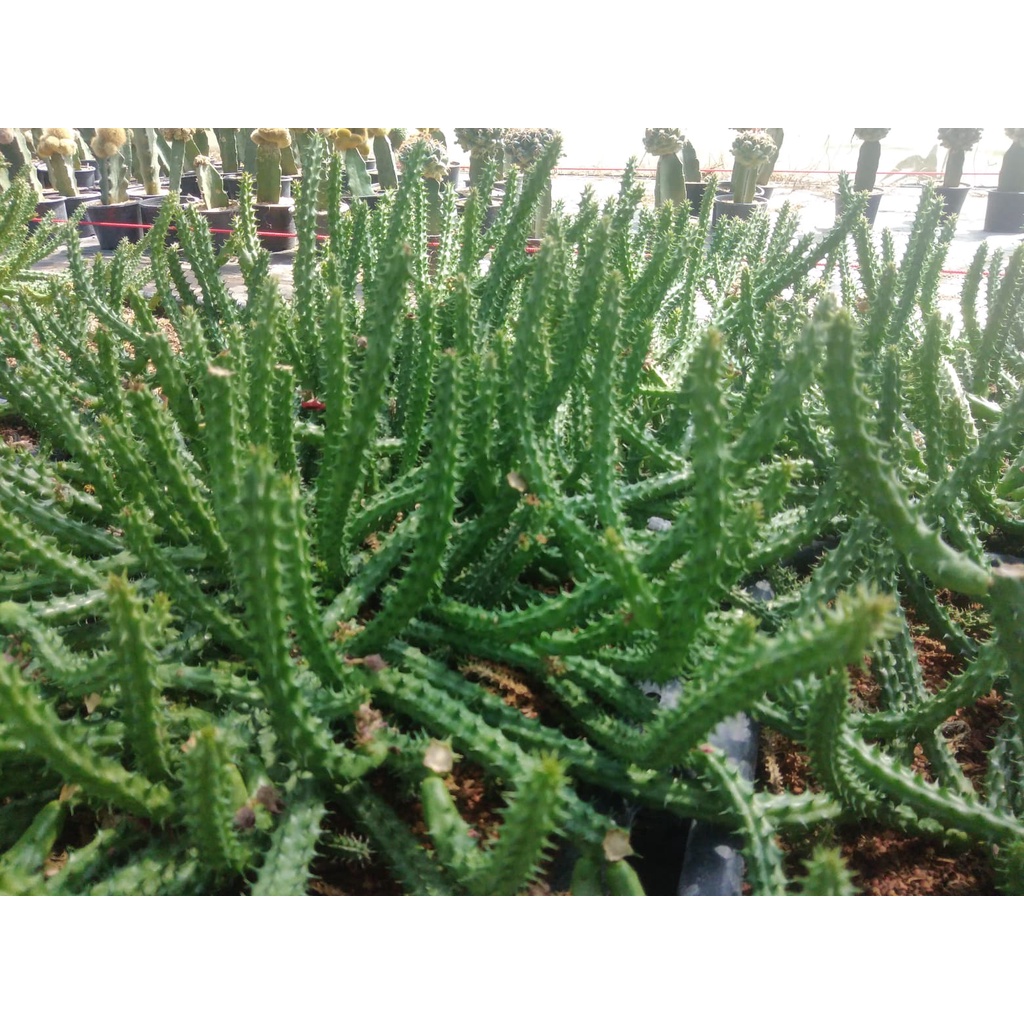 💥เก๋งจีน💥 Huernia schneideriana ขนาดความยาว 10-12 ซม. ต้นแคคตัส ต้นกระบองเพชร(กรุณาอ่านรายละเอียดก่อนทำการสั่งซื้อครับ) - รูปที่ 6