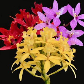 อีปิเด็นดรั่ม มีหลากสี ไซส์ใหญ่ Epidendrum Hybrid กล้วยไม้เลี้ยงง่าย ออกดอกทั้งปี กล้วยไม้ทนแดด