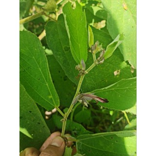 ต้นสมุนไพรปอขี้ต๋น/ปอขีี้อ้น(helicteres angustifolia l.  )