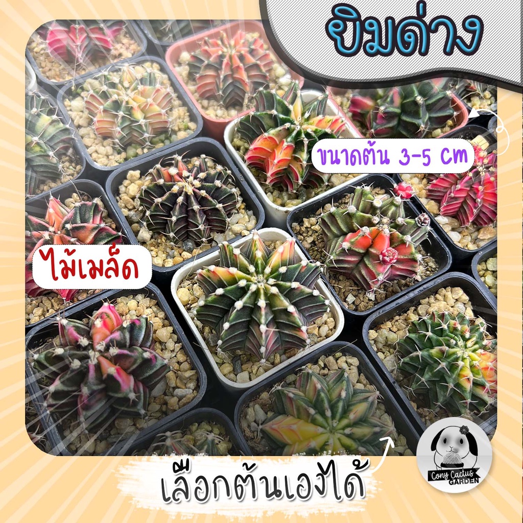 ต้นยิมโนด่าง เลือกต้นได้ LBHBด่าง (gymnocalycium) SET SB - กระบองเพชร ราคาถูก แคคตัส