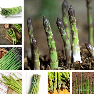 （คุณภาพสูง เมล็ด）50ชิ้น / แพ็ค Asparagus seeds เมล็ดหน่อไม้ฝรั่ง สามารถปลูกได้ทั่วประเทศไทย ต้นไม้ เมล็ดพันธุ์ plants ปล