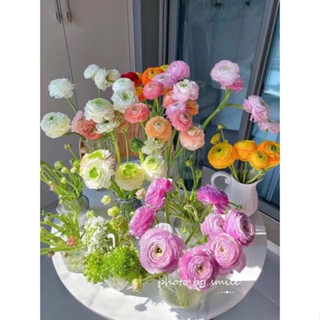 Ranunculus ball เมล็ดดอกโบตั๋นในร่มและกลางแจ้ง กระถางต้นไม้ ให้อาหารแก่กล้าไม้