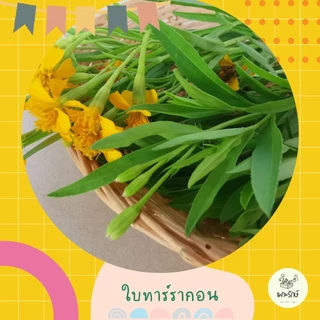 [จัดส่งภายใน3วันทำการ] โรสแมรี่สด #ลาเวนเดอร์ #ไทม์ #ทาร์รากอน #ใบมะสัง #​ตกแต่งเค้กเบเกอรี่Fresh herb #ใบไม้ทานได้