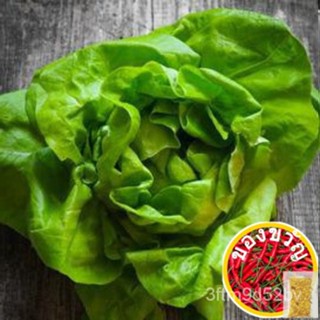 Butterhead Lettuce Seeds (200 PCS)(Free Normal Mailing FR SG)(ดูรายละเอียดการจัดส่ง) การอัปเดตข้อมูล/แอปเปิ้ล/เสื้อ/ดอกไ