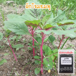 ผักโขมชมพู เมล็ดพันธุ์ (Pink Amaranth)​ ปลูกง่าย โตเร็ว 200-500 เมล็ด [10 แถม 1 คละได้]