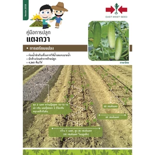GGEW เมล็ดพันธุ์ซฟ แตงกวาไมโครซี 306 ตราศรแดง Cucumber Micro C 306