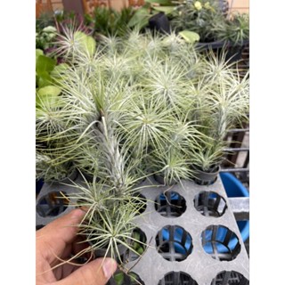 ทิลแลนเซียฟังเกียน่า🌿🌱🌹🌸🌺🌸