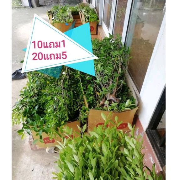 ไทรเกาหลี​ตอน80​ซม.สั่ง10​แถม​1ต้น​20​แถม​5(ขั้นต่ำ5ต้น)​A1=1​ต้น​A5=5​ต้น​สั่งจำนวน​เยอะกรุณา​ทัก​แชท​ค่ะ​
