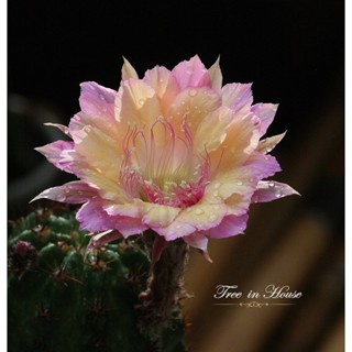 Echinopsis WH34 อิชินอปซิส หน่อเด็ดสด ขนาด 2 เซนติเมตรขึ้นไป